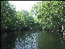 Pict7102 Mangrove Shoreline Black River Jamaica