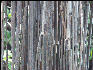Pict7130 Mangrove Roots Closeup Black River Jamaica