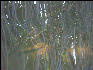 Pict7134 Mangrove Abstract Black River Jamaica