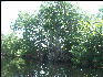 Pict7143 Oldest Mangrove Black River Jamaica