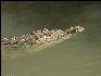 Pict7156 Crocodile Closeup Black River Jamaica