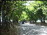 Pict7362 Bamboo Road Jamaica
