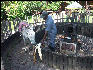 Pict7449 Sugar Cane Press Appleton Rum Jamaica