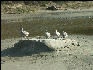 Pict0865 Shorebirds Newport Oregon