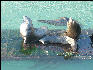Pict0946 Seals Newport Oregon