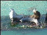 Pict0950 Seals Newport Oregon