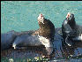 Pict0958 Seals Newport Oregon