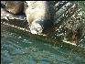 Pict0983 Seal Newport Oregon