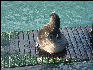 Pict0995 Seal Scratching Newport Oregon