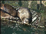 Pict1002 Seal Newport Oregon