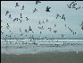 Pict1100 Birds Newport Oregon