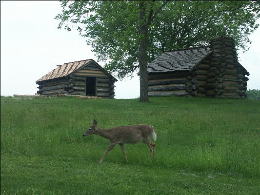 Pict4661 Deer And Soldiers Huts Valley Forge Pennsylvania