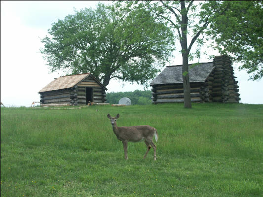 Pict4668 Deer And Soldiers Huts Valley Forge Pennsylvania