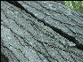 Pict4695 Rocks Closeup Valley Forge Pennsylvania
